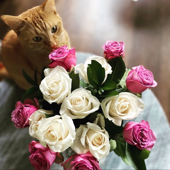 Meet your Posher, Hayley - Picture 4 of 5